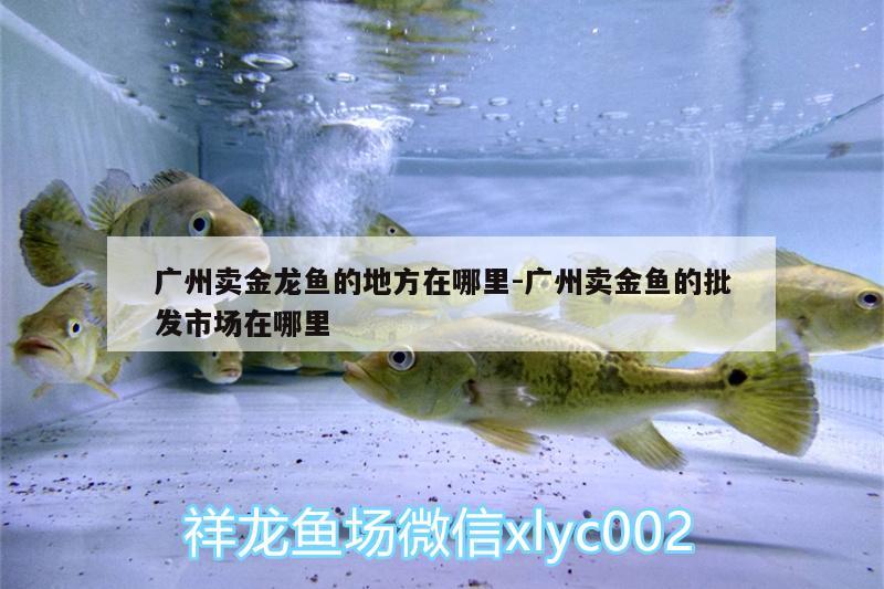 廣州賣金龍魚的地方在哪里:廣州賣金魚的批發(fā)市場在哪里 魚缸等水族設(shè)備