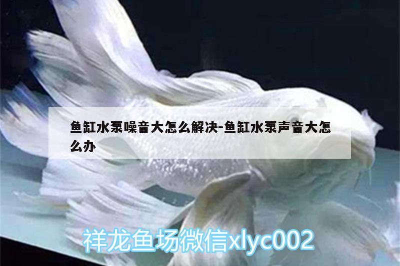 魚缸水泵噪音大怎么解決:魚缸水泵聲音大怎么辦 魚缸水泵