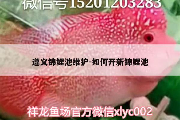 遵義錦鯉池維護(hù):如何開新錦鯉池 星點(diǎn)金龍魚