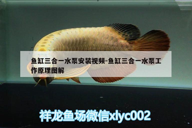 魚缸三合一水泵安裝視頻:魚缸三合一水泵工作原理圖解 虎紋銀版魚