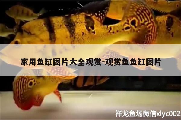 家用魚缸圖片大全觀賞:觀賞魚魚缸圖片 觀賞魚市場