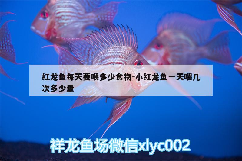 紅龍魚(yú)每天要喂多少食物:小紅龍魚(yú)一天喂幾次多少量