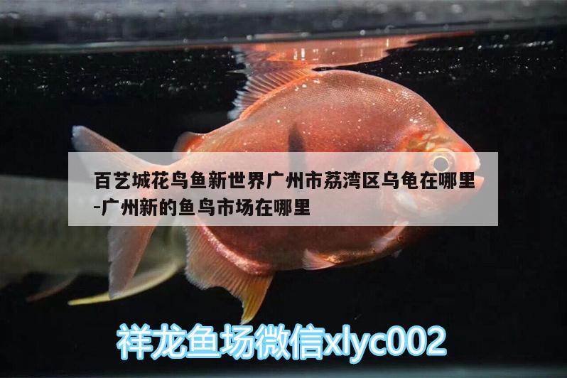 百藝城花鳥魚新世界廣州市荔灣區(qū)烏龜在哪里:廣州新的魚鳥市場(chǎng)在哪里