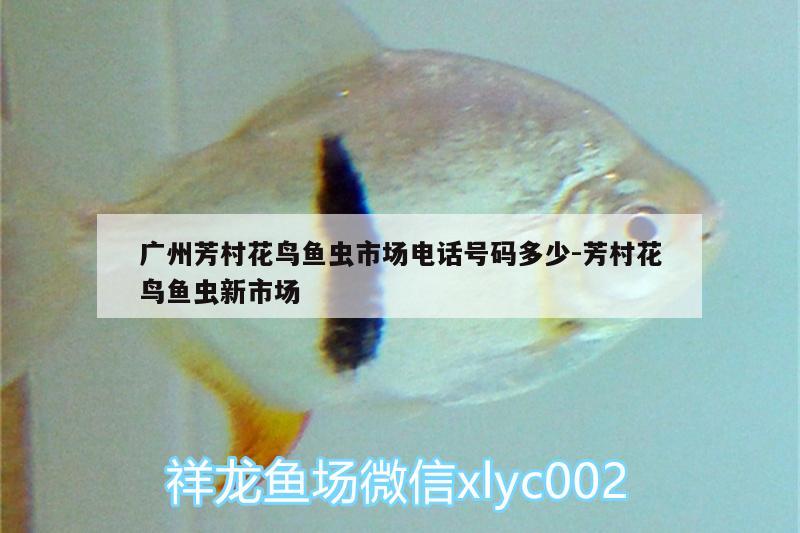 廣州芳村花鳥魚蟲市場電話號碼多少:芳村花鳥魚蟲新市場 斑馬鴨嘴魚