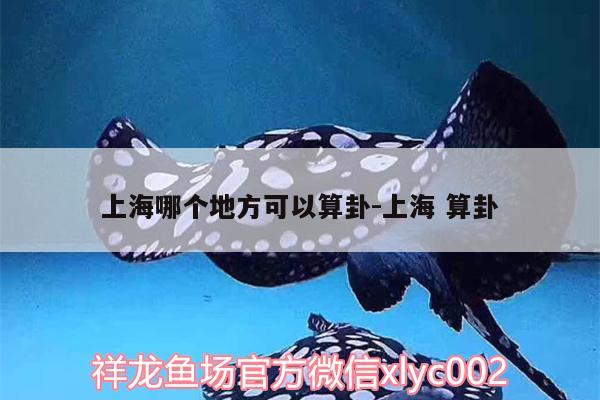 上海哪個地方可以算卦:上海算卦 廣州觀賞魚批發(fā)市場