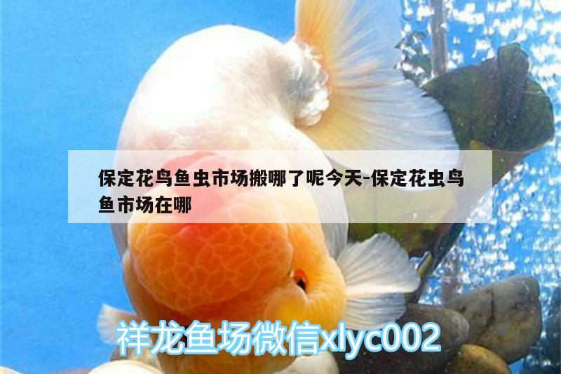 保定花鳥魚蟲市場搬哪了呢今天:保定花蟲鳥魚市場在哪 魚缸百科