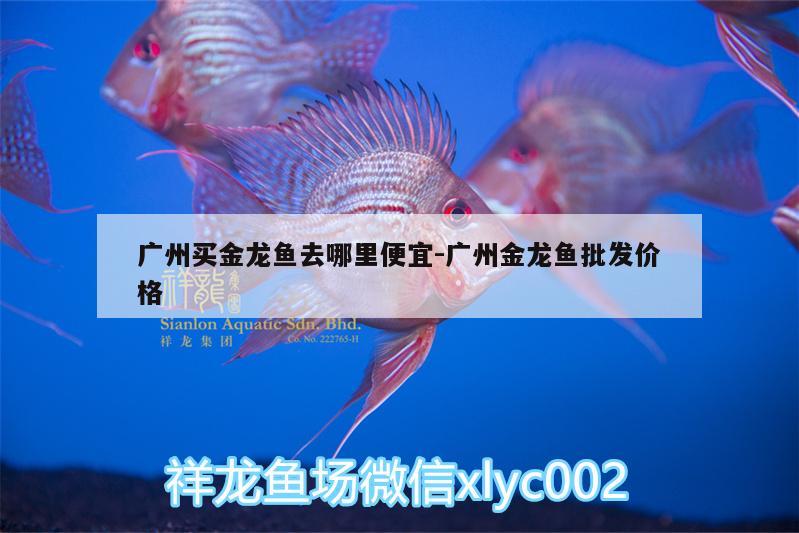 廣州買金龍魚去哪里便宜:廣州金龍魚批發(fā)價(jià)格 龍魚批發(fā)