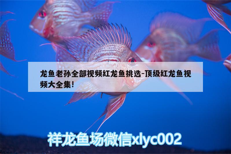 龍魚老孫全部視頻紅龍魚挑選:頂級(jí)紅龍魚視頻大全集!