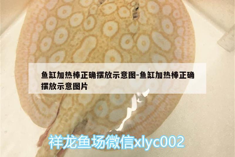 魚缸加熱棒正確擺放示意圖:魚缸加熱棒正確擺放示意圖片