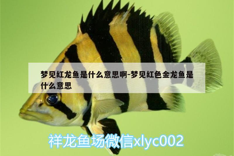 夢(mèng)見(jiàn)紅龍魚(yú)是什么意思啊:夢(mèng)見(jiàn)紅色金龍魚(yú)是什么意思