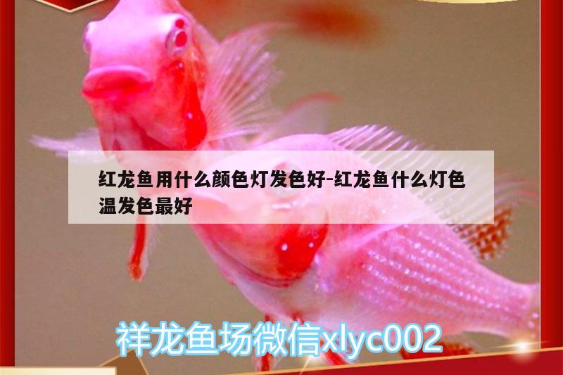 紅龍魚用什么顏色燈發(fā)色好:紅龍魚什么燈色溫發(fā)色最好 蝴蝶鯉魚苗