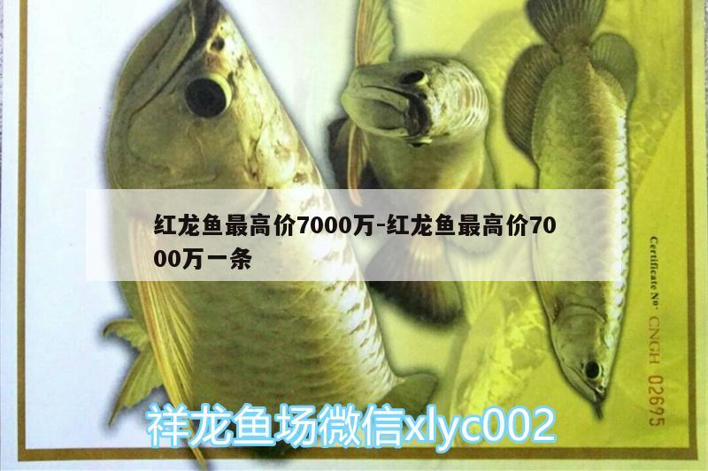 紅龍魚最高價7000萬:紅龍魚最高價7000萬一條 斑馬狗頭魚