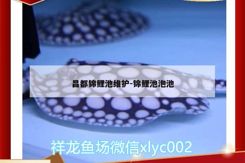 昌都錦鯉池維護:錦鯉池泡池 黑云魚