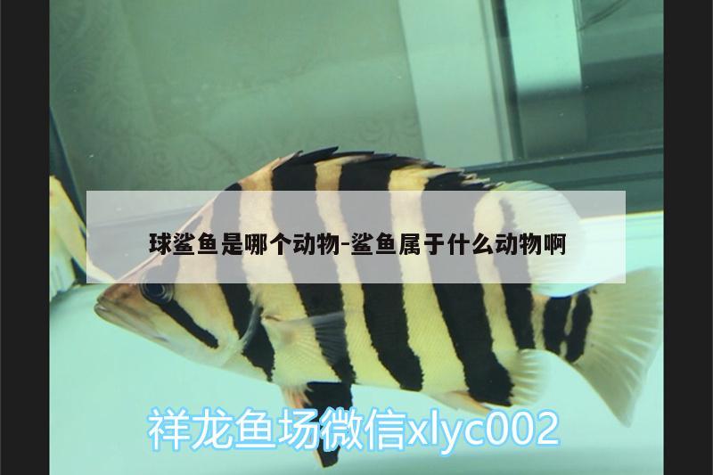 球鯊魚是哪個動物:鯊魚屬于什么動物啊 球鯊魚