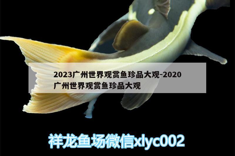 2023廣州世界觀賞魚珍品大觀:2020廣州世界觀賞魚珍品大觀 金老虎魚