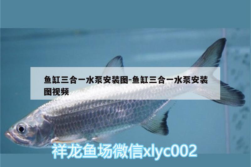 魚缸三合一水泵安裝圖:魚缸三合一水泵安裝圖視頻 女王大帆魚苗