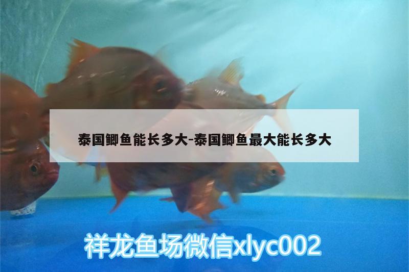 泰國鯽魚能長多大:泰國鯽魚最大能長多大