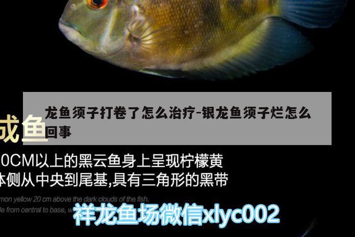 龍魚須子打卷了怎么治療:銀龍魚須子爛怎么回事