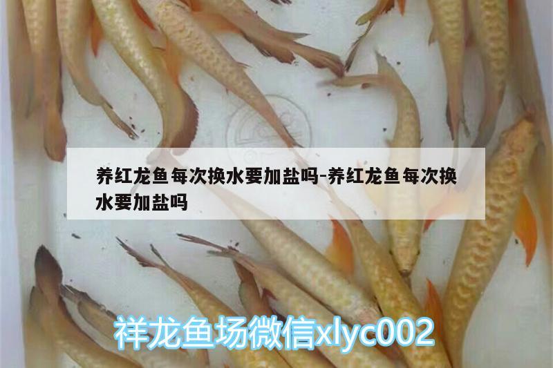 養(yǎng)紅龍魚每次換水要加鹽嗎:養(yǎng)紅龍魚每次換水要加鹽嗎