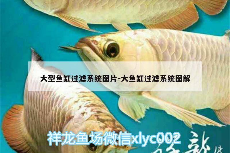 大型魚缸過濾系統(tǒng)圖片:大魚缸過濾系統(tǒng)圖解