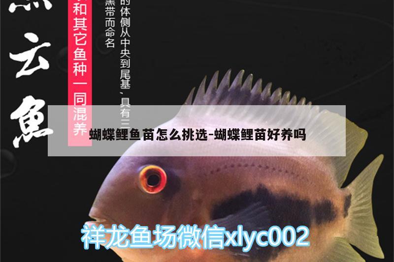 蝴蝶鯉魚(yú)苗怎么挑選:蝴蝶鯉苗好養(yǎng)嗎