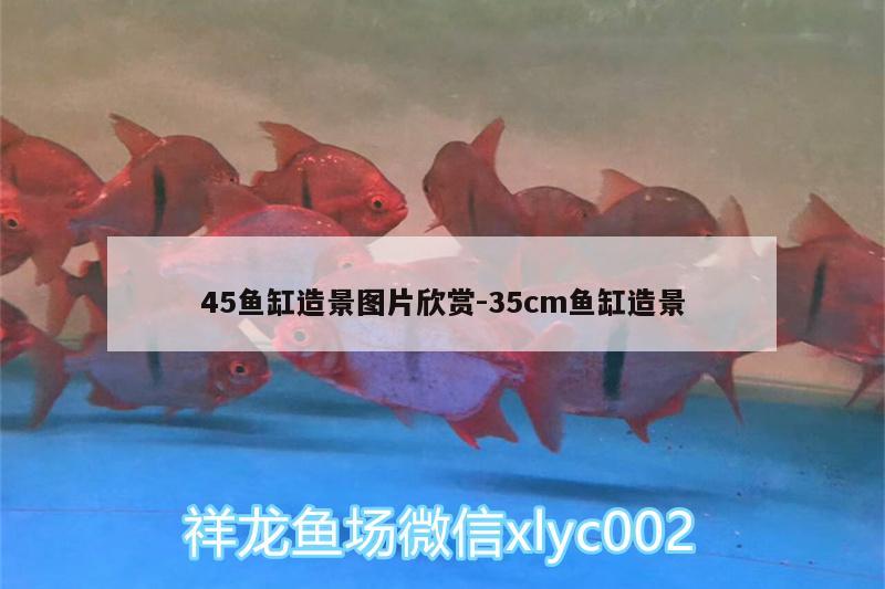 45魚缸造景圖片欣賞:35cm魚缸造景 紅龍魚百科