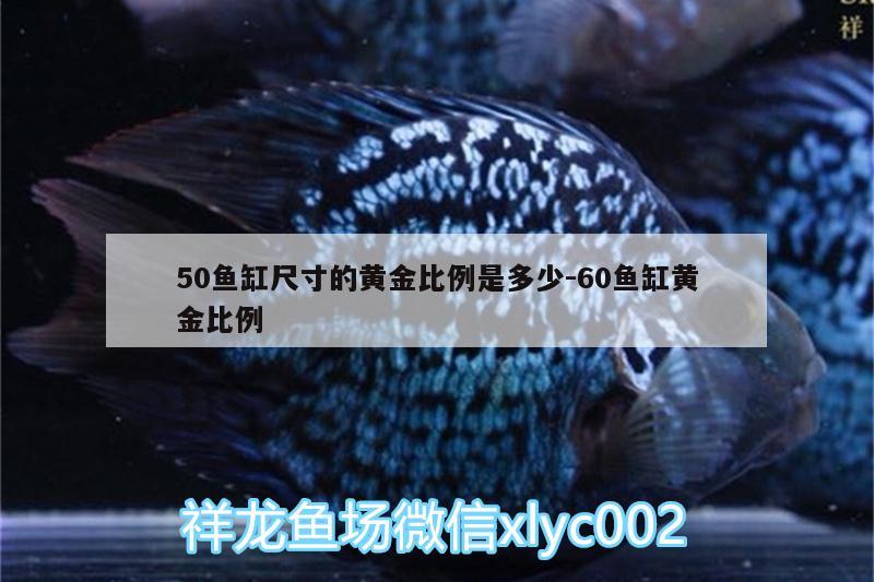 50魚缸尺寸的黃金比例是多少:60魚缸黃金比例 青龍魚