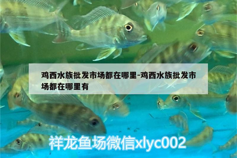 雞西水族批發(fā)市場(chǎng)都在哪里:雞西水族批發(fā)市場(chǎng)都在哪里有 觀賞魚(yú)水族批發(fā)市場(chǎng)