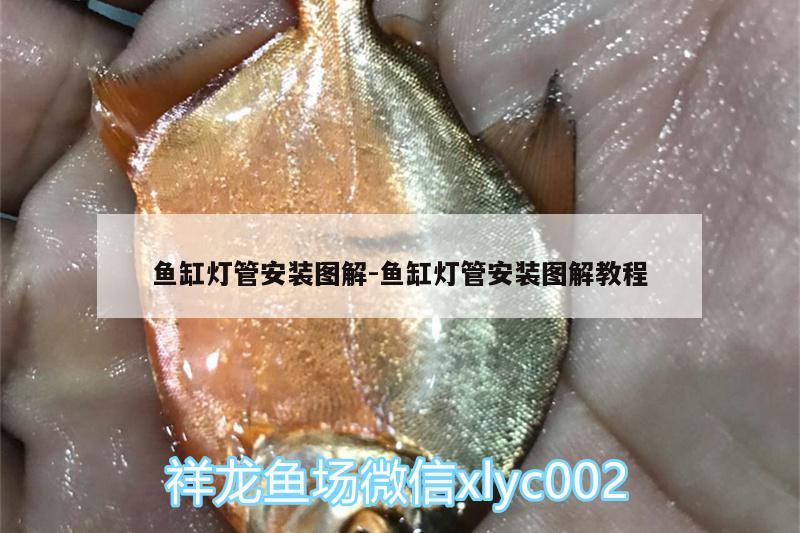 魚缸燈管安裝圖解:魚缸燈管安裝圖解教程 玫瑰銀版魚