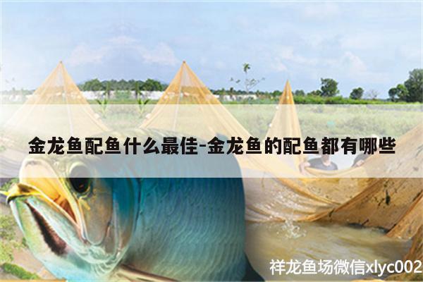 金龍魚配魚什么最佳:金龍魚的配魚都有哪些