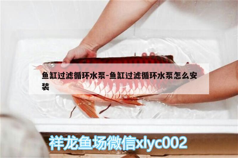 魚缸過濾循環(huán)水泵:魚缸過濾循環(huán)水泵怎么安裝 斑馬鴨嘴魚