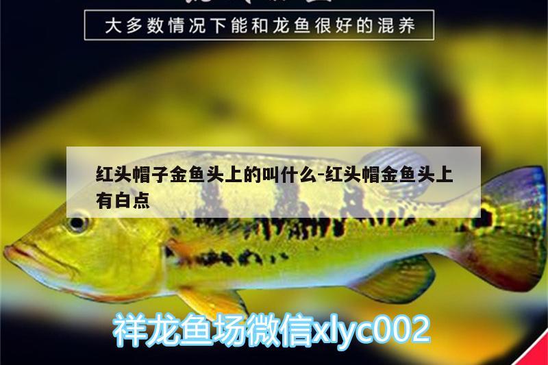 紅頭帽子金魚頭上的叫什么:紅頭帽金魚頭上有白點 印尼三紋虎