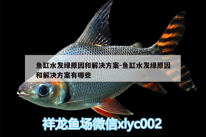 魚缸水發(fā)綠原因和解決方案:魚缸水發(fā)綠原因和解決方案有哪些