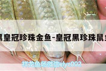 黑皇冠珍珠金魚:皇冠黑珍珠鼠魚