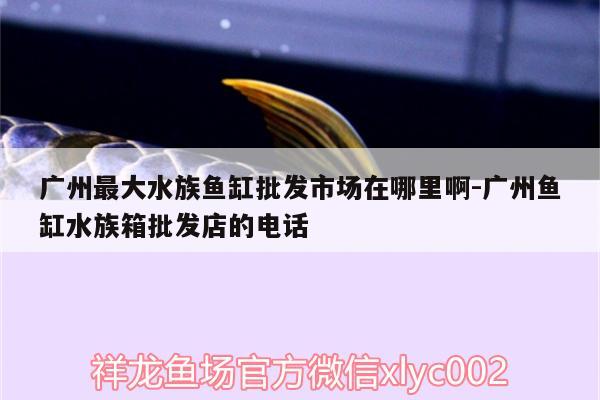 廣州最大水族魚(yú)缸批發(fā)市場(chǎng)在哪里啊:廣州魚(yú)缸水族箱批發(fā)店的電話