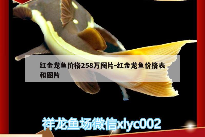 紅金龍魚價(jià)格258萬(wàn)圖片:紅金龍魚價(jià)格表和圖片