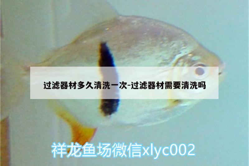 過濾器材多久清洗一次:過濾器材需要清洗嗎 金龍福龍魚