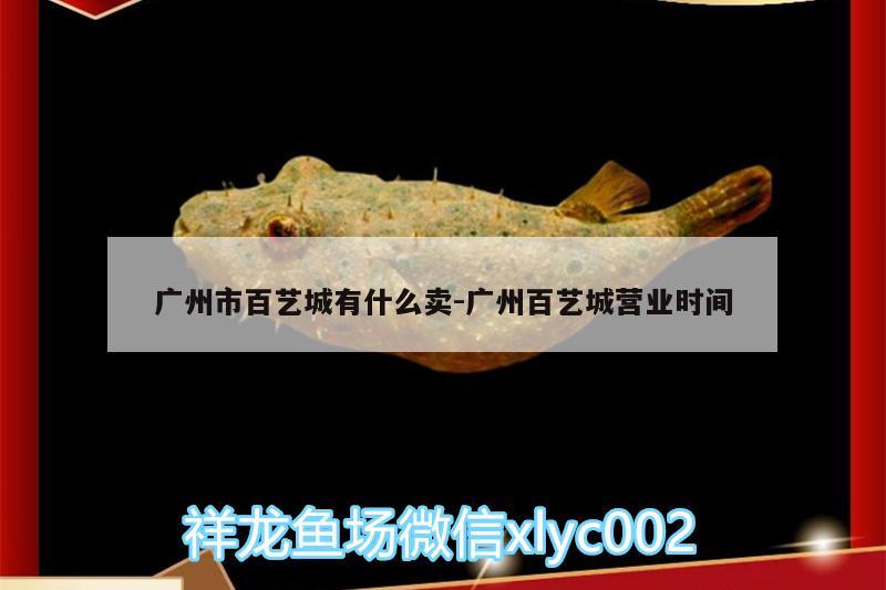 廣州市百藝城有什么賣(mài):廣州百藝城營(yíng)業(yè)時(shí)間 白子金龍魚(yú)