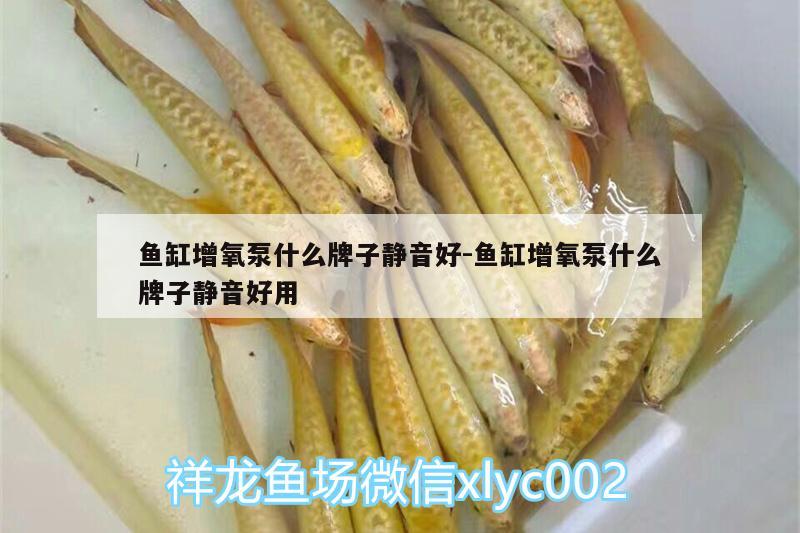 魚缸增氧泵什么牌子靜音好:魚缸增氧泵什么牌子靜音好用