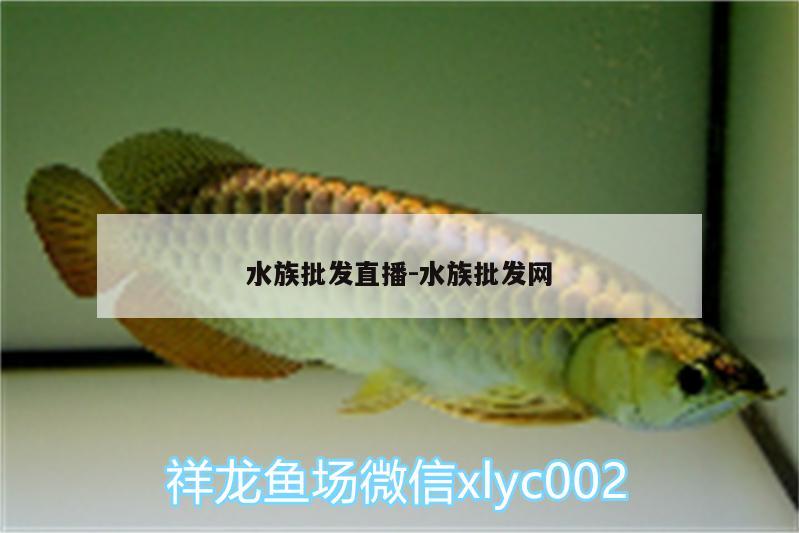 水族批發(fā)直播:水族批發(fā)網(wǎng) 過(guò)背金龍魚