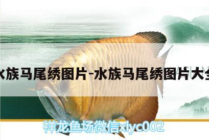 水族馬尾繡圖片:水族馬尾繡圖片大全 申古銀版魚