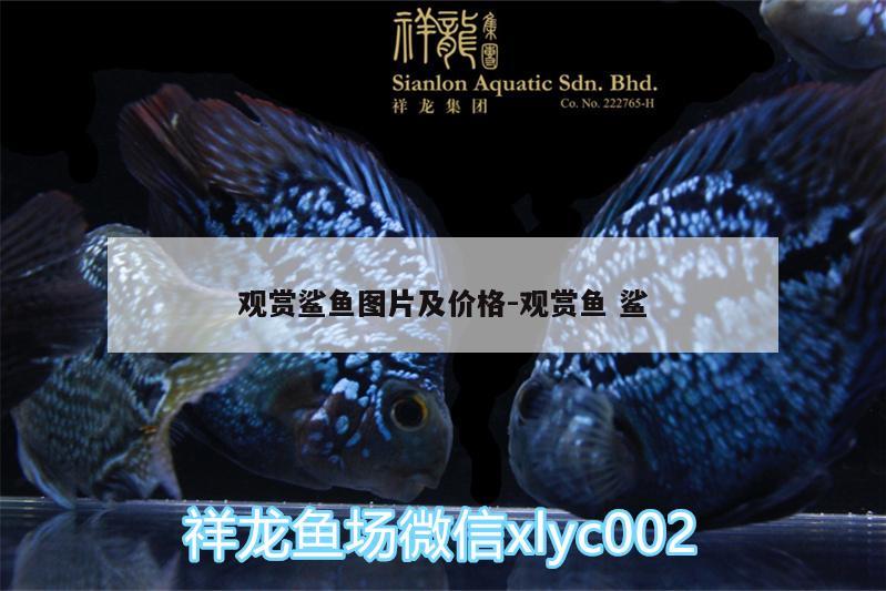 觀賞鯊魚圖片及價(jià)格:觀賞魚鯊 觀賞魚飼料