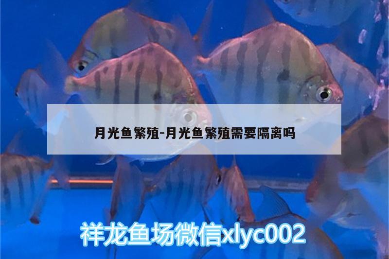 月光魚繁殖:月光魚繁殖需要隔離嗎 金三間魚