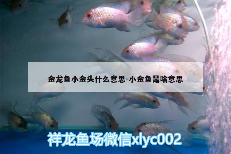 金龍魚小金頭什么意思:小金魚是啥意思 廣州龍魚批發(fā)市場