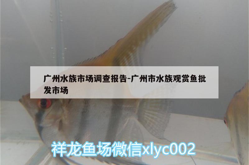 廣州水族市場調(diào)查報告:廣州市水族觀賞魚批發(fā)市場 觀賞魚批發(fā)