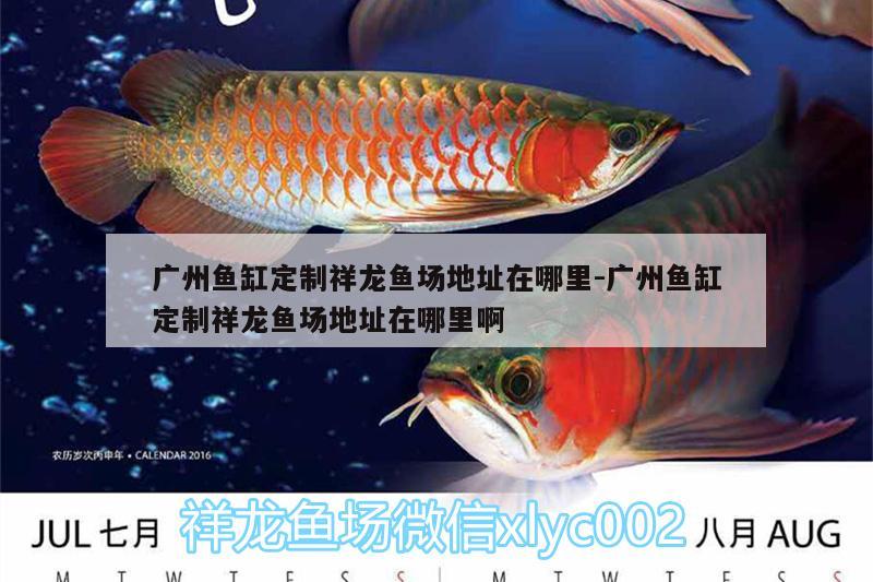 廣州魚缸定制祥龍魚場地址在哪里:廣州魚缸定制祥龍魚場地址在哪里啊