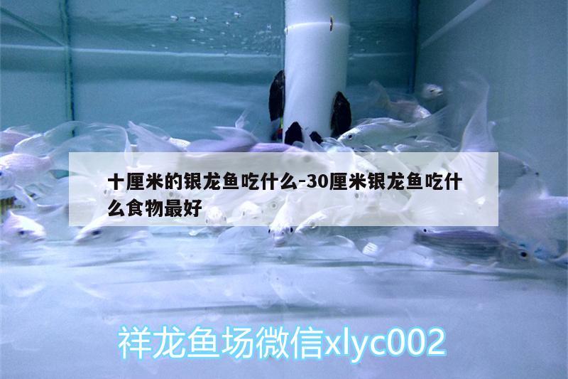 十厘米的銀龍魚吃什么:30厘米銀龍魚吃什么食物最好