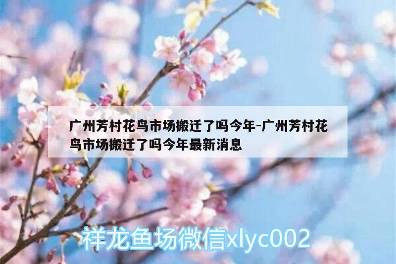 廣州芳村花鳥市場搬遷了嗎今年:廣州芳村花鳥市場搬遷了嗎今年最新消息