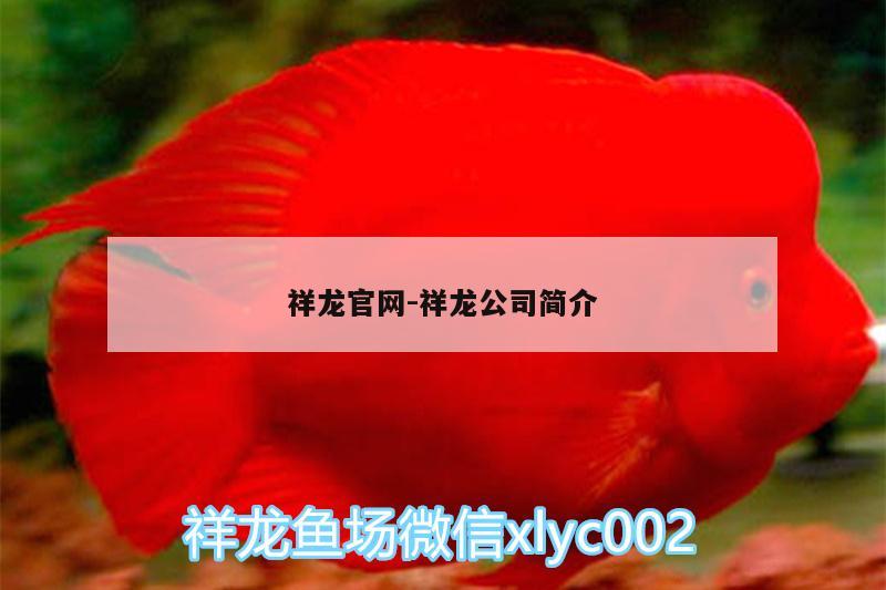 祥龍官網(wǎng):祥龍公司簡(jiǎn)介 超血紅龍魚