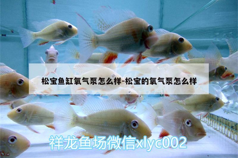 松寶魚(yú)缸氧氣泵怎么樣:松寶的氧氣泵怎么樣